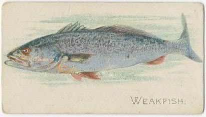 47 Weakfish